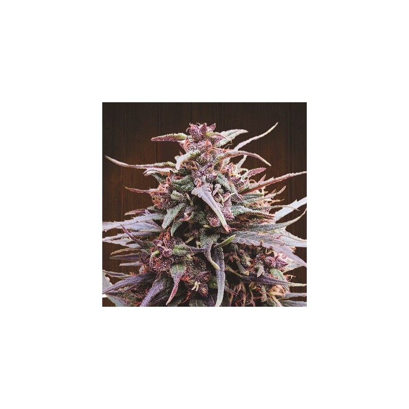 Purple Haze x Malawi · Ace Seeds · sementes de maconha  · Fem