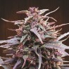 Purple Haze x Malawi · Ace Seeds · sementes de maconha  · Fem