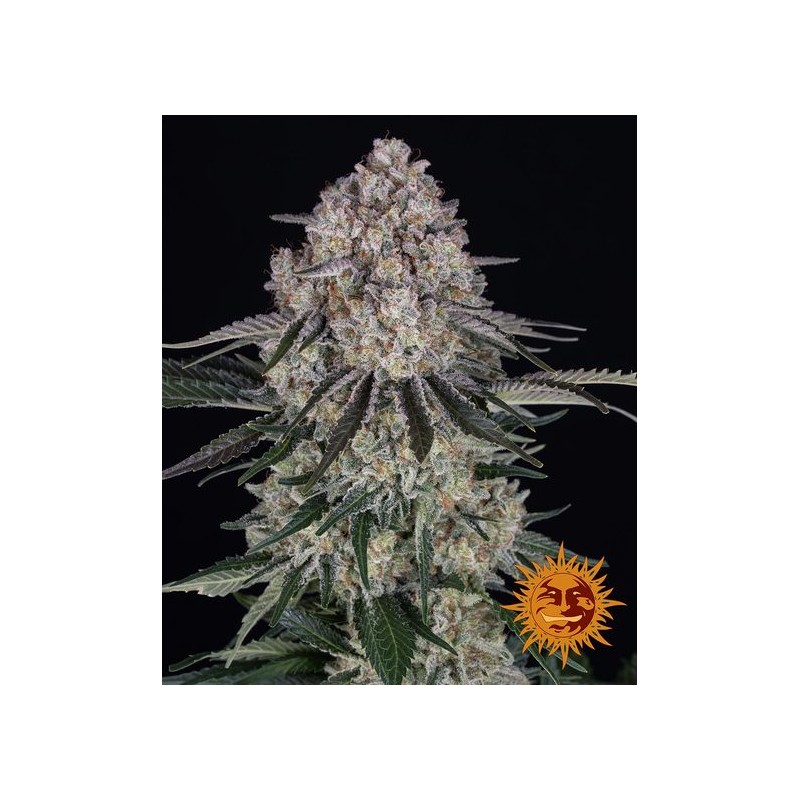 SOUR DIESEL AUTO · Barneys Farm · graines de cannabis · AutoFem