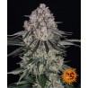 SOUR DIESEL AUTO · Barneys Farm · kenevir tohum · Disi · AutoFem