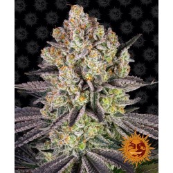 RUNTZ · Barneys Farm · sementes de maconha · Fem