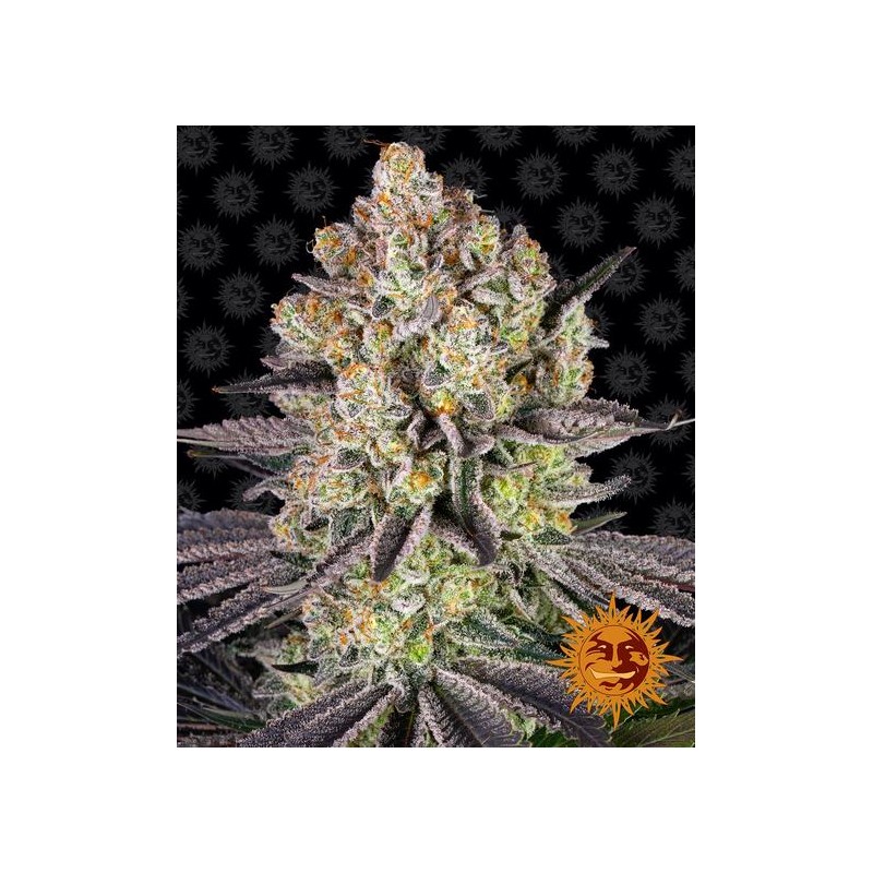 RUNTZ · Barneys Farm · cannabis seeds · Fem