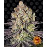 RUNTZ · Barneys Farm · kenevir tohum · Disi · Fem