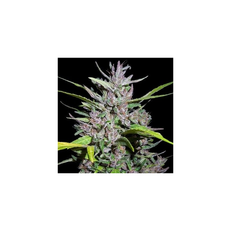 Honduras x Panama · Ace Seeds · sementes de maconha  · Fem