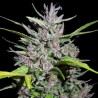 Honduras x Panama · Ace Seeds · sementes de maconha  · Fem