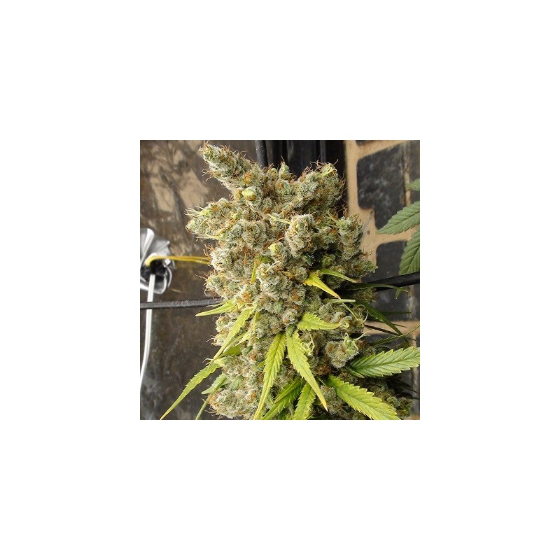 Super Malawi Haze · Ace Seeds · graines de cannabis  · Fem