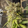 Super Malawi Haze · Ace Seeds · sementes de maconha  · Fem