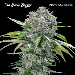 San Bacio Burger · Advanced Seeds · cannabis seeds · Fem