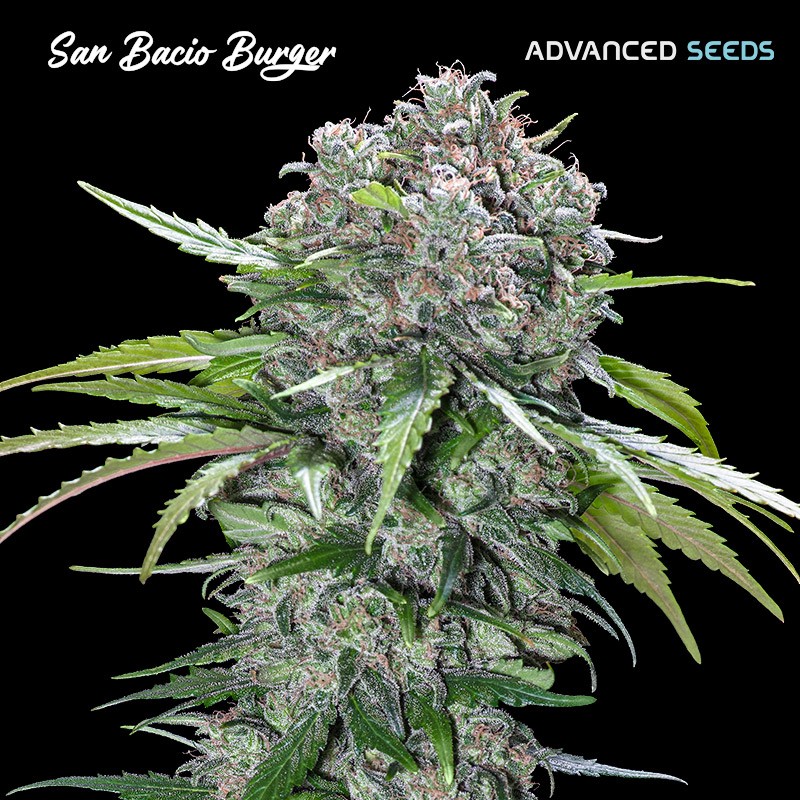 San Bacio Burger · Advanced Seeds · kaufen cannabis samen · Fem