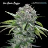 San Bacio Burger · Advanced Seeds · graines de cannabis · Fem