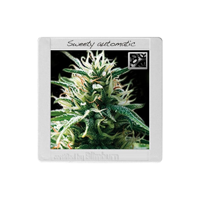 Sweety Auto · Blimburn Seeds · graines de cannabis · AutoFem