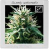 Sweety Auto · Blimburn Seeds · graines de cannabis · AutoFem