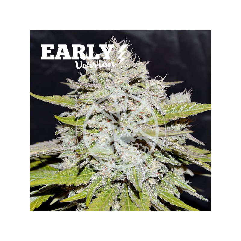 BAY BURGER EARLY VERSION · Delicious · cannabis samen · Fem
