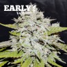 BAY BURGER EARLY VERSION · Delicious · cannabis samen · Fem