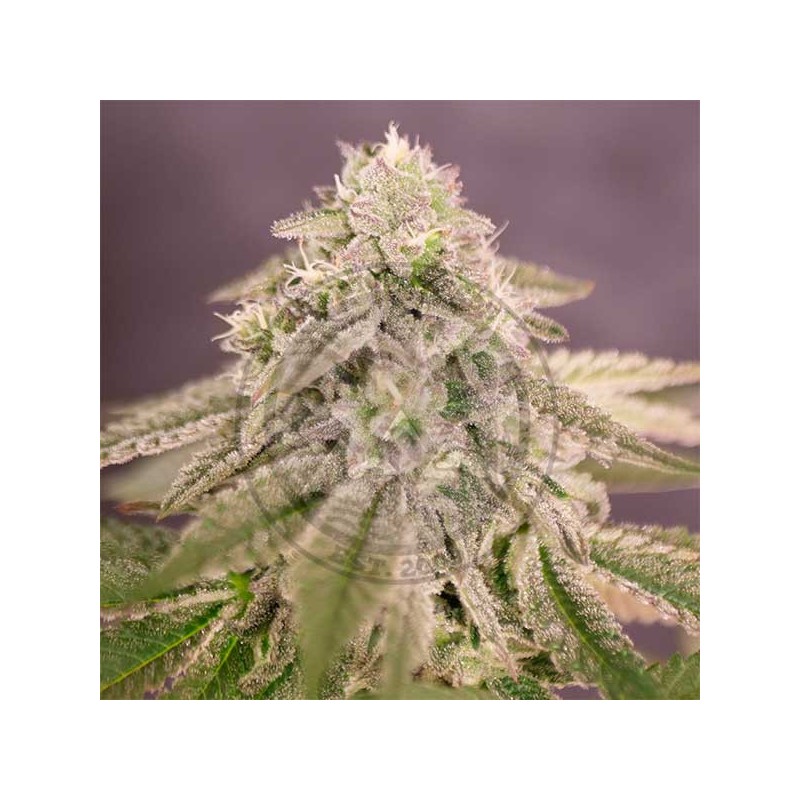BAY BURGER · Delicious · cannabis samen · Fem