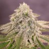 BAY BURGER · Delicious · cannabis seeds · Fem