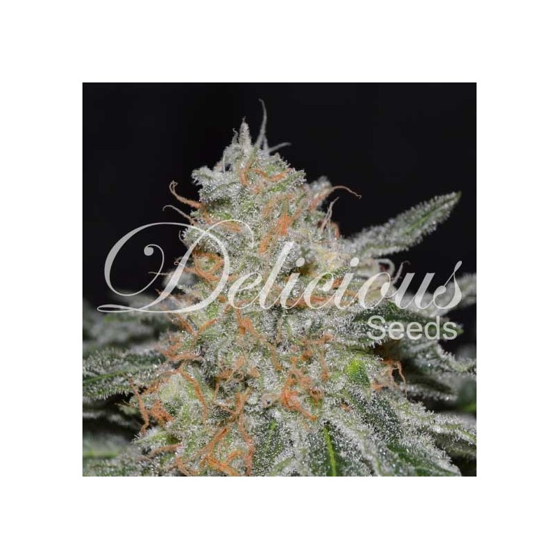 CRITICAL NEVILLE HAZE 2.0  · Delicious · graines de cannabis · Fem