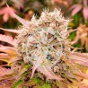 DARK LEMONADE AUTO · Delicious · kaufen  cannabis samen · AutoFem