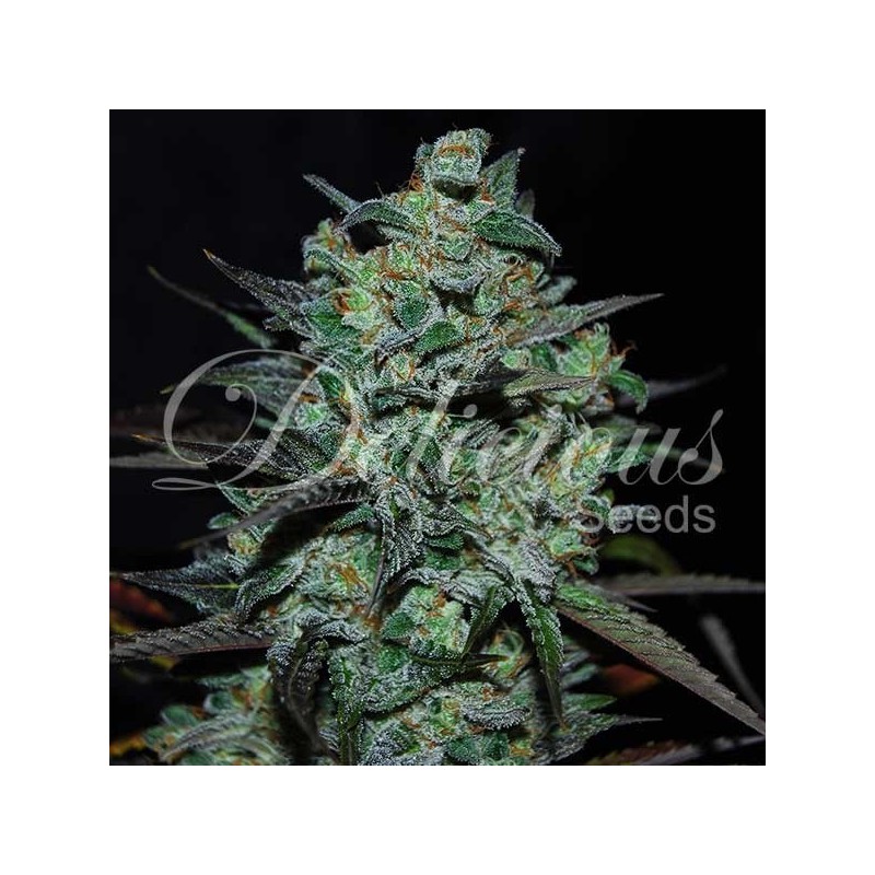 NORTHERN LIGHT BLUE THC FREE · Delicious · graines de cannabis · Fem