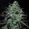 NORTHERN LIGHT BLUE THC FREE · Delicious · cannabis seeds · Fem