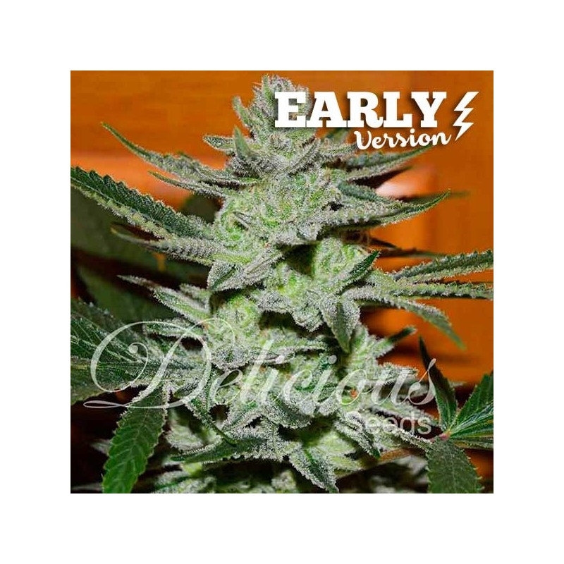 UNKNOWN KUSH EARLY VERSION · Delicious · cannabis samen · Fem