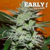 UNKNOWN KUSH EARLY VERSION · Delicious · cannabis samen · Fem