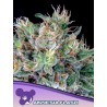 AMNESIA FLASH · Anesia Seeds · sementes de maconha · Fem