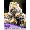 ANESIA SCOUT COOKIES · Anesia Seeds · cannabis seeds · Fem