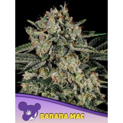 BANANA MAC · Anesia Seeds · sementes de maconha · Fem