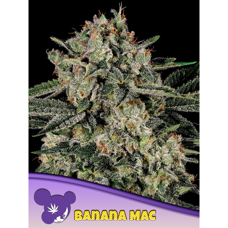 BANANA MAC · Anesia Seeds · cannabis samen · Fem