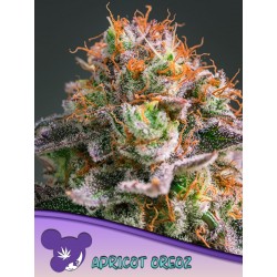 APRICOT OREOZ · Anesia Seeds · cannabis seeds · Fem