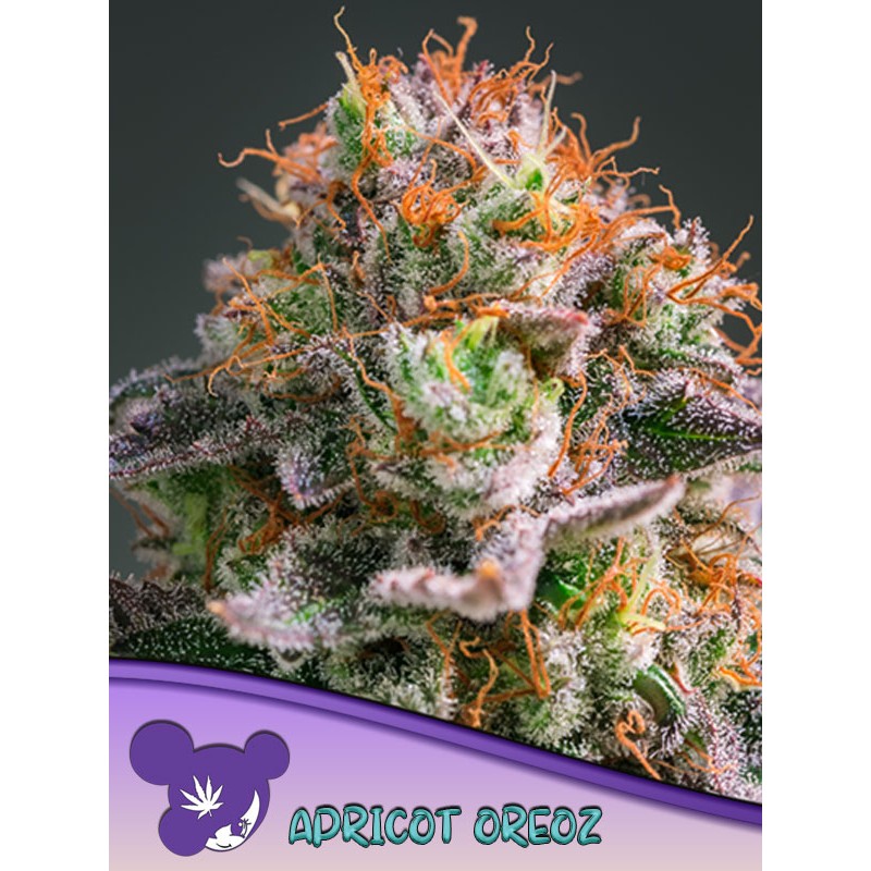 APRICOT OREOZ · Anesia Seeds · sementes de maconha · Fem