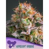 APRICOT OREOZ · Anesia Seeds · sementes de maconha · Fem