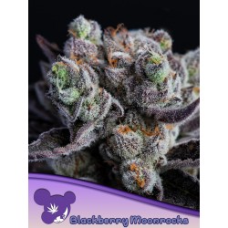 BLACKBERRY MOONROCKS · Anesia Seeds · kenevir tohum · Fem