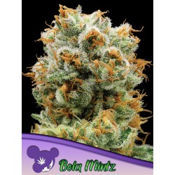 BOLA MINTZ · Anesia Seeds · cannabis samen · Fem