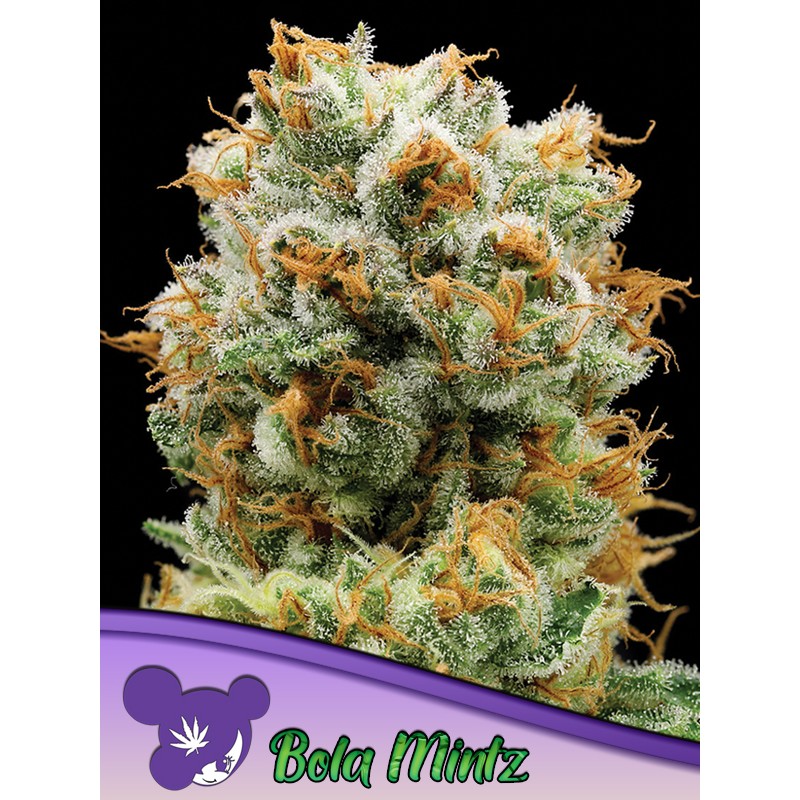 BOLA MINTZ · Anesia Seeds · kenevir tohum · Fem