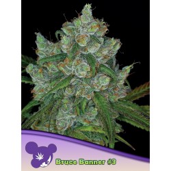 BRUCE BANNER 3 · Anesia Seeds · cannabis seeds · Fem