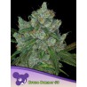 BRUCE BANNER 3 · Anesia Seeds · kenevir tohum · Fem