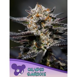 CALYPSO SUNROCKS · Anesia Seeds · kenevir tohum · Fem