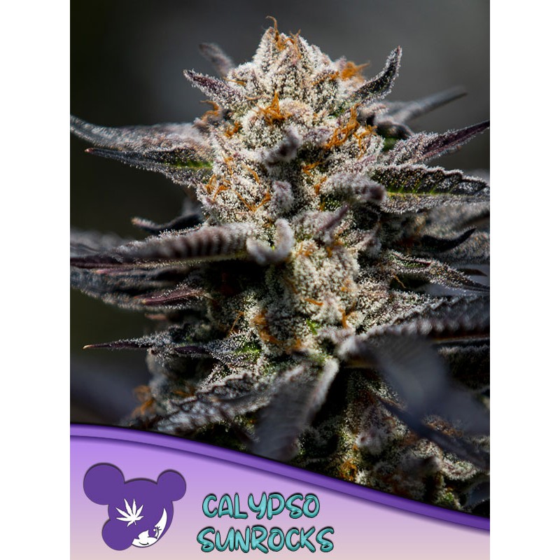 CALYPSO SUNROCKS · Anesia Seeds · cannabis seeds · Fem