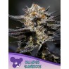 CALYPSO SUNROCKS · Anesia Seeds · cannabis seeds · Fem