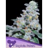 CAPTAIN FUTURE · Anesia Seeds · graines de cannabis  · Fem