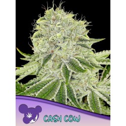 CASH COW · Anesia Seeds · cannabis seeds · Fem