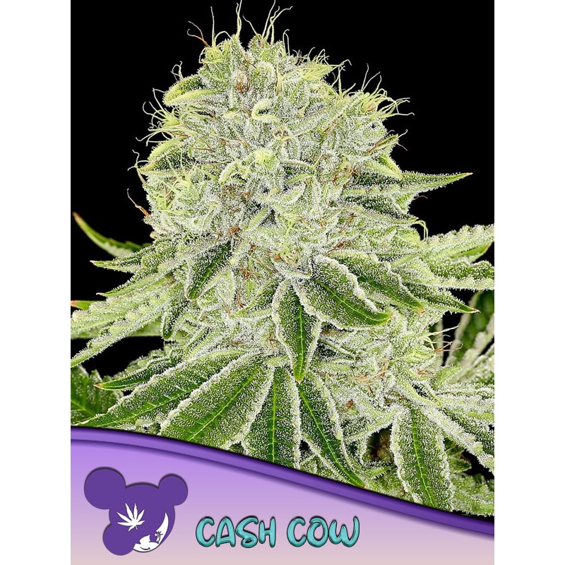 CASH COW · Anesia Seeds · cannabis seeds · Fem