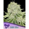 CASH COW · Anesia Seeds · graines de cannabis  · Fem