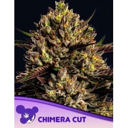 CHIMERA CUT · Anesia Seeds · cannabis samen · Fem
