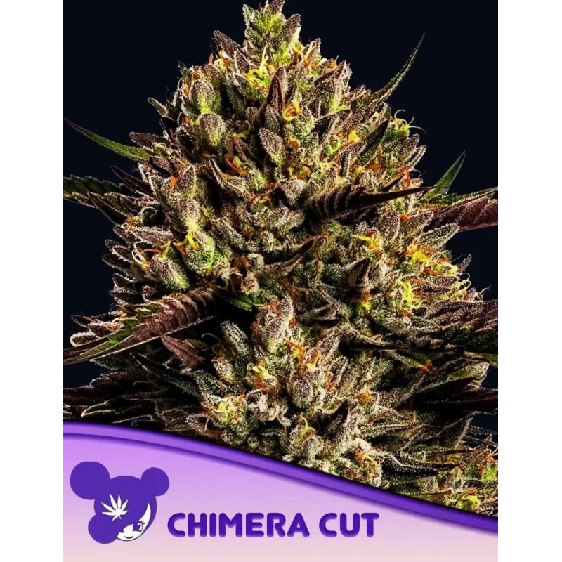 CHIMERA CUT  · Anesia Seeds · kenevir tohum · Fem
