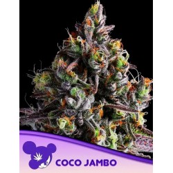 COCO JAMBO · Anesia Seeds · sementes de maconha · Fem