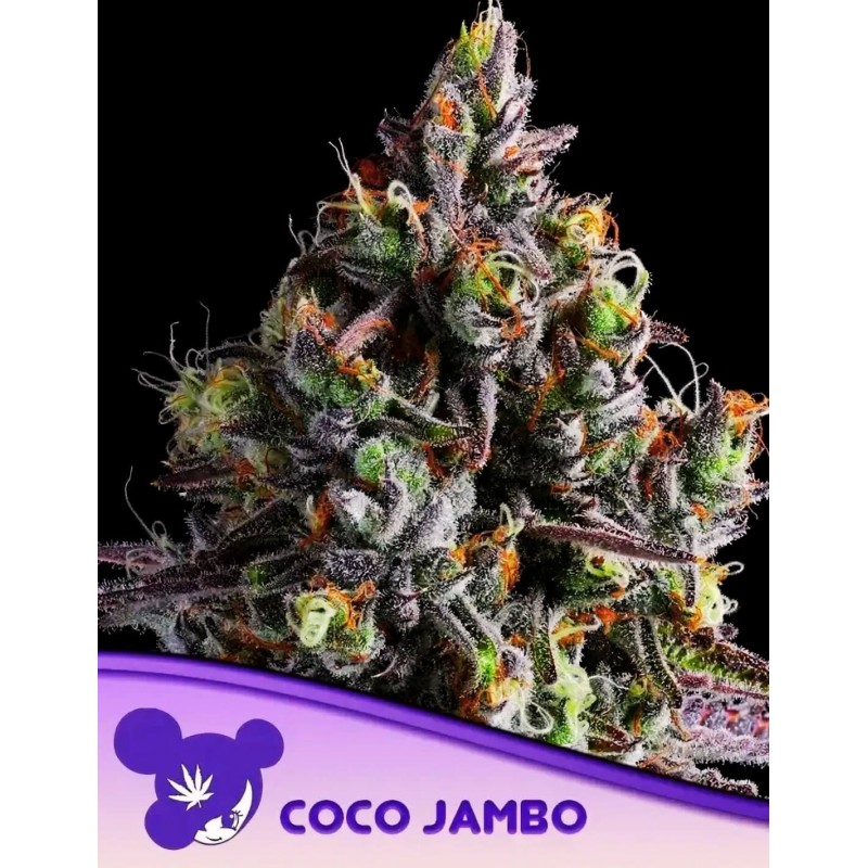 COCO JAMBO · Anesia Seeds · kenevir tohum · Fem