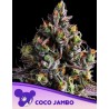 COCO JAMBO · Anesia Seeds · sementes de maconha · Fem